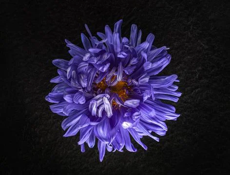 Delicate flower on a black background. View above. Foto stock