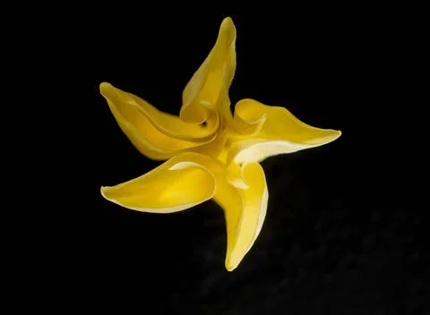 Delicate flower on a black background. View above. Foto stock