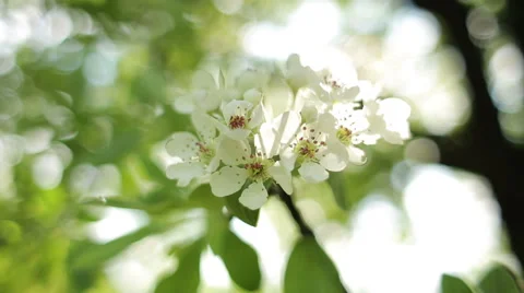 Delicate Flower Blossoming Tree Stock Footage 50706323