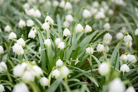 Delicate flower called Spring snowflake (Leucojum vernum), is a perennial bul Stock Photos