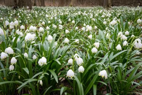 Delicate flower called Spring snowflake (Leucojum vernum), is a perennial bul Foto stock