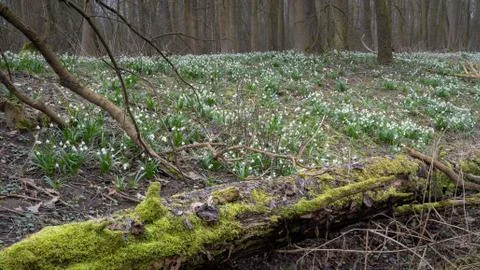 Delicate flower called Spring snowflake (Leucojum vernum), is a perennial bul Stock Photos