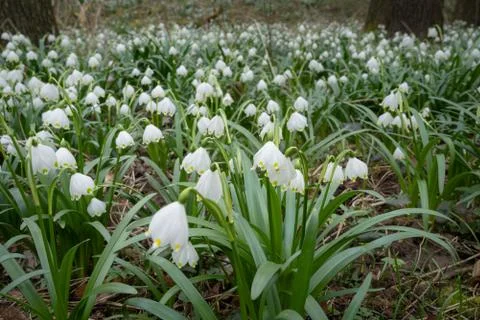 Delicate flower called Spring snowflake (Leucojum vernum), is a perennial bul Stock Photos