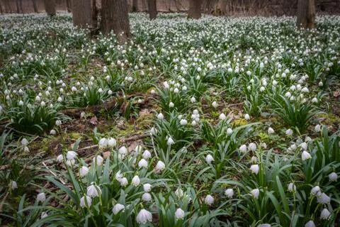Delicate flower called Spring snowflake (Leucojum vernum), is a perennial bul Stock Photos