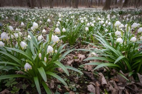 Delicate flower called Spring snowflake (Leucojum vernum), is a perennial bul Stock Photos
