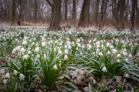 Delicate flower called Spring snowflake (Leucojum vernum), is a perennial bul Stock Photos