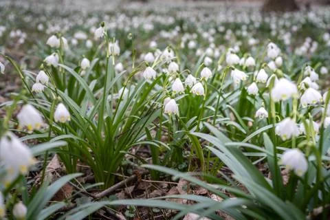 Delicate flower called Spring snowflake (Leucojum vernum), is a perennial bul Stock Photos