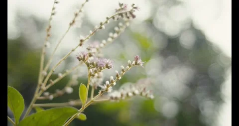 Delicate Flower Close-Up in Lush Garden Stock Footage 336031786