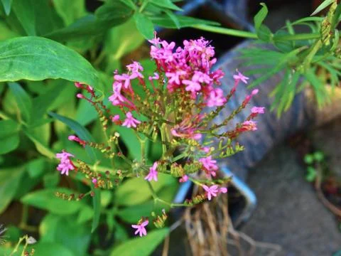 Delicate Flower Close Up 写真素材