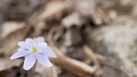 Delicate flower in focus with dead leaves 스톡 동영상 105535932