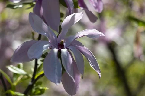 Delicate Flower in Focus Surrounded by a Softly Blurred Garden Background, .. Stock Photos