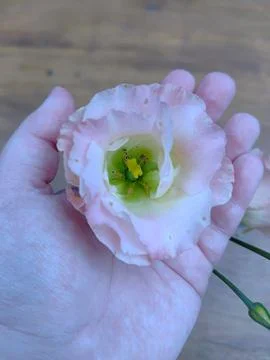 Delicate flower of the genus Eustoma in a gentle hand Stock Photos