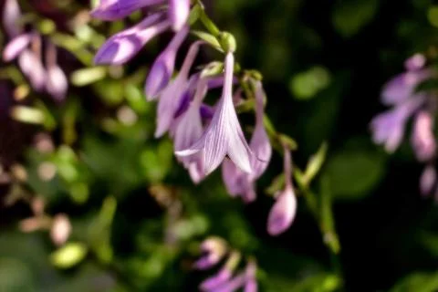 Delicate flower host Stock Photos