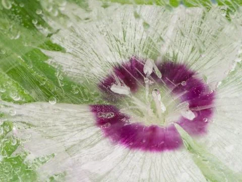Delicate flower in ice Stock Photos