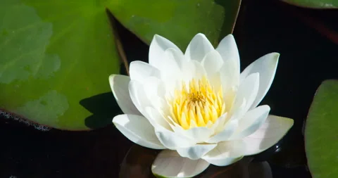 Delicate Flower of the Opened Water Lily 4K Stock Footage 112641713
