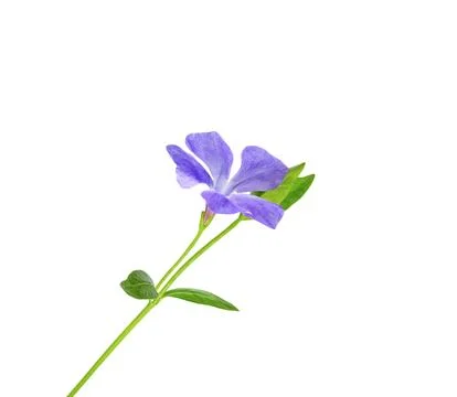 Delicate flower periwinkle minor Stock Photos