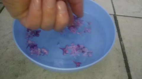 Delicate flower petals. Stock Footage 241444568