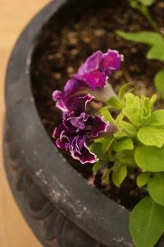 A delicate flower Stock Photos