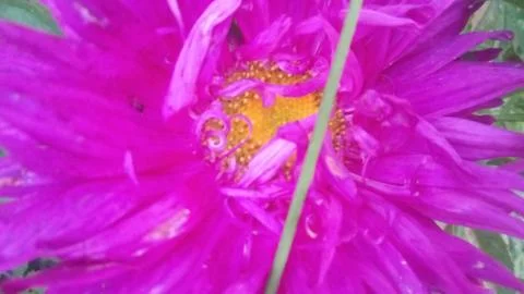 Delicate flower Stock Photos