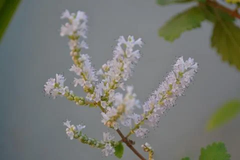 Delicate flower Stock Photos