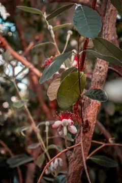 A delicate flower 스톡 사진