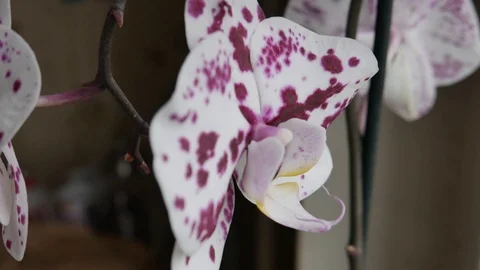 Delicate flower sways at the tip of the shoot of a white orchid. Side view Stock Footage 121506787