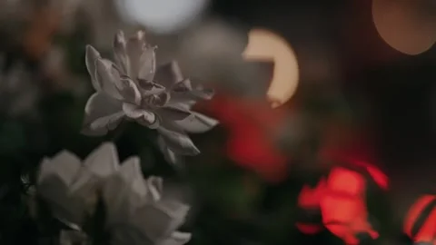 Delicate Flower in Twilight Glow Stock Footage 290782411