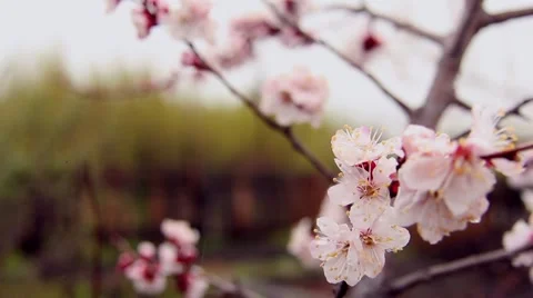 Delicate flowering apricot Stock-Footage 49907292