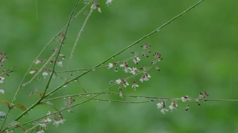Delicate flowering branches in gentle summer rain Stock Footage 332464707