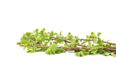 Delicate flowering willow branches isolated on white background. Stock Photos