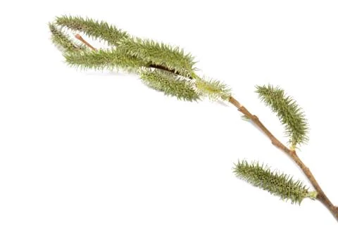 Delicate flowering willow branches isolated on white background. Stock Photos