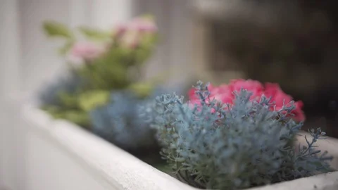 Delicate flowers and plants on a window sill flower box pull focus Stock Footage 101647217