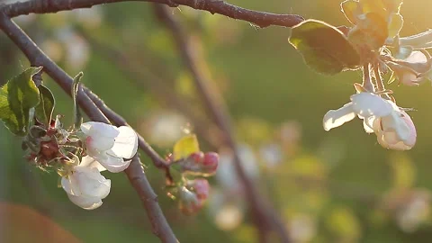 Delicate flowers of apple tree in the sun at sunset, bokeh, blurred background. Stock Footage 131398894