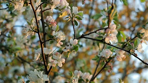 Delicate flowers of apple trees on a background of blue sky at sunset, Stock Footage 131399169