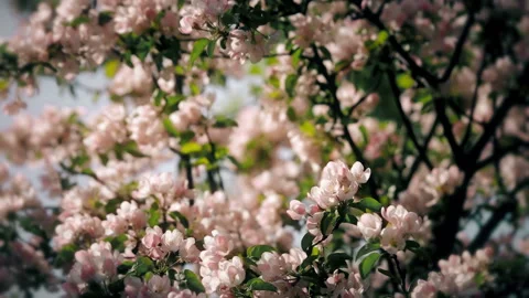 Delicate Flowers in Blossoming Spring Garden Video stock 101305927