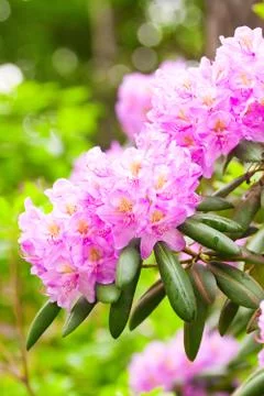 Delicate flowers on the bushes Stock Photos