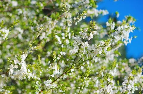 Delicate flowers of a cherry tree, backlit, close up. Selective focus Stock Photos