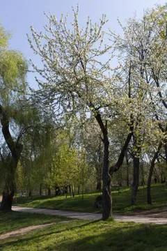 Delicate flowers of a cherry tree. Stock Photos