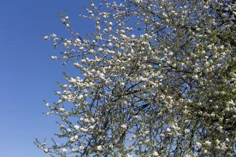 Delicate flowers of a cherry tree. Fotos Stock