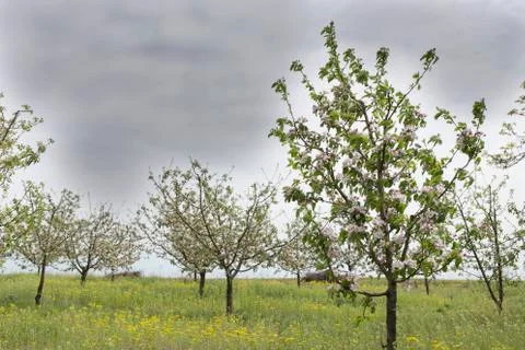 Delicate flowers of a cherry tree. Stock Photos
