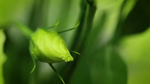 Delicate flowers close up 動画素材 106455150