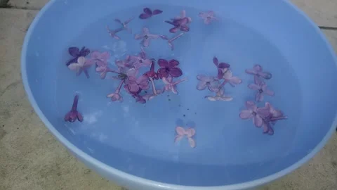Delicate flowers float in the water. Stock-Footage 241444569
