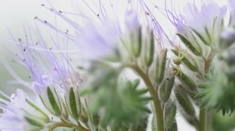 Delicate flowers macro. Motorised dolly shot. Stock Footage 30318166