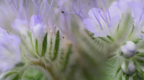 Delicate flowers macro. Motorised dolly shot. Stock Footage 30318372