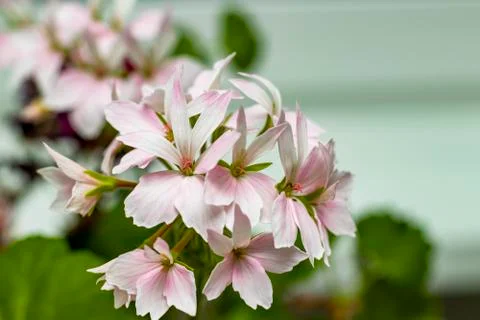Delicate flowers. Stock Photos