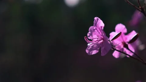 Delicate flowers of rhododendron in rays of sun on background of wild nature. Stock Footage 228955971