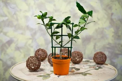 Delicate flowers in a romantic composition for relaxation and relaxation Stock Photos