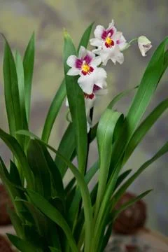 Delicate flowers in a romantic composition for relaxation and relaxation Stock Photos