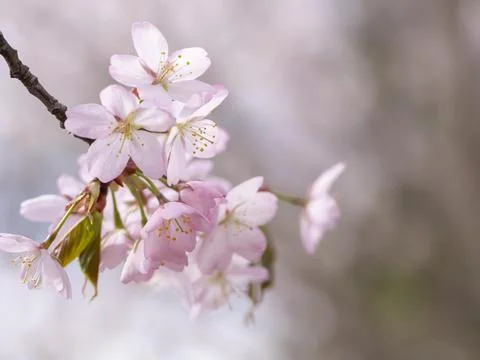 Delicate flowers of spring tree. soft selective focus Stock Photos
