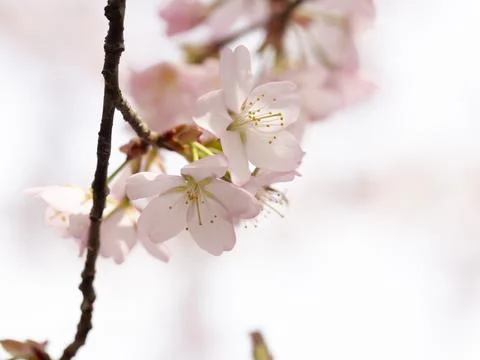Delicate flowers of spring tree. soft selective focus Stock Photos